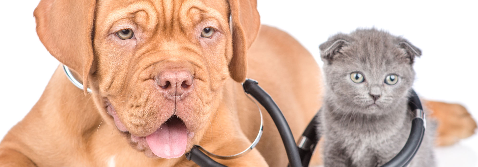 Pets with stethoscope
