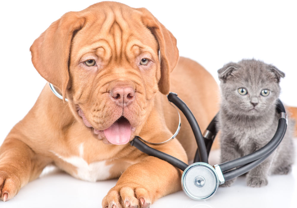 Pets with stethoscope