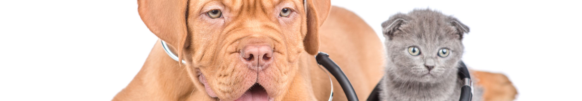 Pets with stethoscope