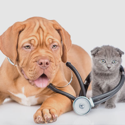 Pets with stethoscope